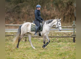 Koń andaluzyjski, Klacz, 4 lat, 155 cm, Siwa