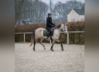 Koń andaluzyjski, Klacz, 4 lat, 155 cm, Siwa