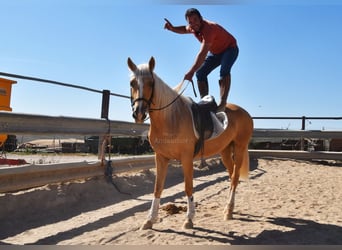 Koń andaluzyjski, Klacz, 4 lat, 156 cm, Izabelowata