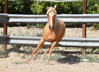 Koń andaluzyjski, Klacz, 4 lat, 156 cm, Izabelowata