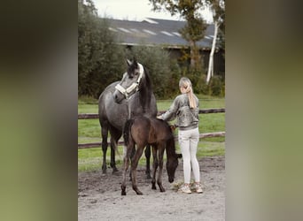 Koń andaluzyjski Mix, Klacz, 4 lat, 156 cm, Stalowosiwy