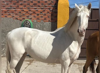 Koń andaluzyjski, Klacz, 4 lat, 157 cm, Cremello