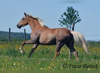 Koń andaluzyjski, Klacz, 4 lat, 157 cm, Izabelowata
