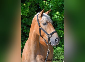 Koń andaluzyjski, Klacz, 4 lat, 157 cm, Izabelowata