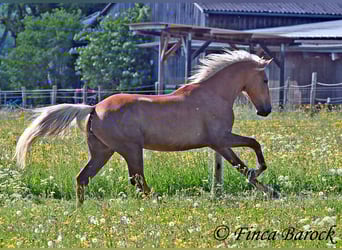 Koń andaluzyjski, Klacz, 4 lat, 157 cm, Izabelowata