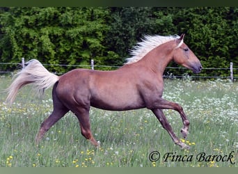 Koń andaluzyjski, Klacz, 4 lat, 157 cm, Izabelowata