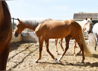 Koń andaluzyjski, Klacz, 4 lat, 157 cm, Izabelowata