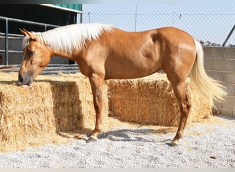 Koń andaluzyjski, Klacz, 4 lat, 157 cm, Izabelowata