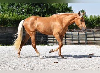 Koń andaluzyjski, Klacz, 4 lat, 157 cm, Izabelowata