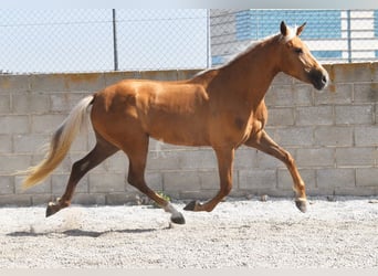 Koń andaluzyjski, Klacz, 4 lat, 157 cm, Izabelowata