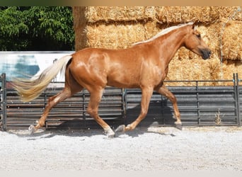 Koń andaluzyjski, Klacz, 4 lat, 157 cm, Izabelowata
