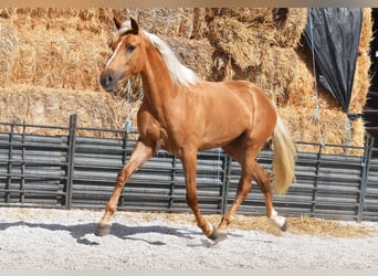 Koń andaluzyjski, Klacz, 4 lat, 157 cm, Izabelowata