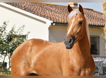 Koń andaluzyjski, Klacz, 4 lat, 157 cm, Izabelowata