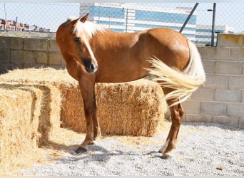 Koń andaluzyjski, Klacz, 4 lat, 157 cm, Izabelowata