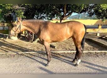 Koń andaluzyjski, Klacz, 4 lat, 157 cm, Jelenia