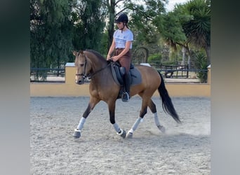 Koń andaluzyjski, Klacz, 4 lat, 157 cm, Jelenia