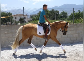 Koń andaluzyjski Mix, Klacz, 4 lat, 158 cm, Izabelowata