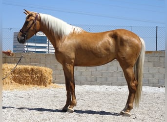 Koń andaluzyjski Mix, Klacz, 4 lat, 158 cm, Izabelowata