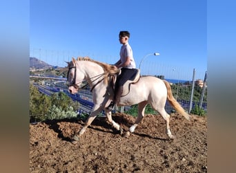 Koń andaluzyjski, Klacz, 4 lat, 159 cm, Perlino