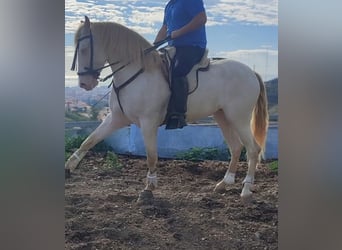 Koń andaluzyjski, Klacz, 4 lat, 159 cm, Perlino