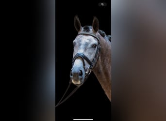 Koń andaluzyjski, Klacz, 4 lat, 159 cm, Siwa jabłkowita