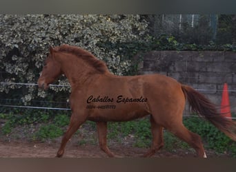 Koń andaluzyjski, Klacz, 4 lat, 160 cm, Kasztanowata