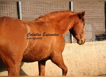 Koń andaluzyjski, Klacz, 4 lat, 160 cm, Kasztanowata
