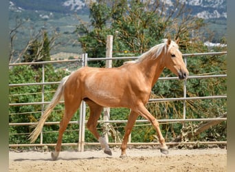 Koń andaluzyjski, Klacz, 4 lat, 163 cm, Izabelowata