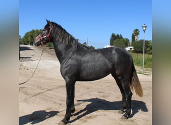 Koń andaluzyjski, Klacz, 4 lat, 163 cm, Siwa