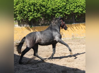 Koń andaluzyjski, Klacz, 4 lat, 163 cm, Siwa