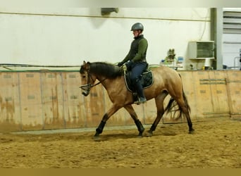 Koń andaluzyjski, Klacz, 4 lat, 164 cm, Bułana