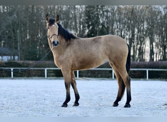 Koń andaluzyjski, Klacz, 4 lat, 164 cm, Bułana