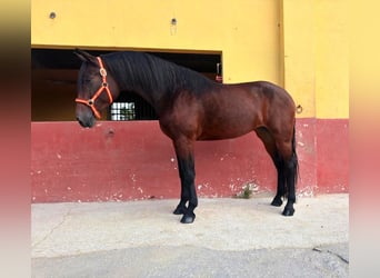 Koń andaluzyjski, Klacz, 4 lat, 164 cm, Gniada