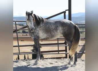Koń andaluzyjski, Klacz, 4 lat, 164 cm, Siwa