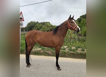 Koń andaluzyjski, Klacz, 4 lat, 165 cm, Gniada