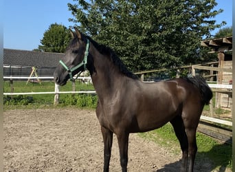 Koń andaluzyjski, Klacz, 4 lat, 167 cm, Kara