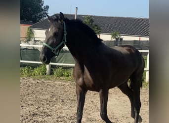 Koń andaluzyjski, Klacz, 4 lat, 167 cm, Kara