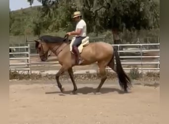 Koń andaluzyjski Mix, Klacz, 4 lat, 173 cm, Bułana