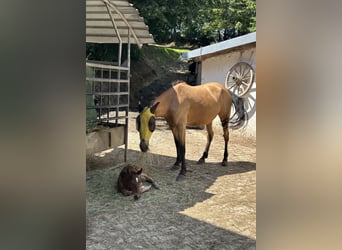 Koń andaluzyjski, Klacz, 5 lat, 150 cm, Jelenia
