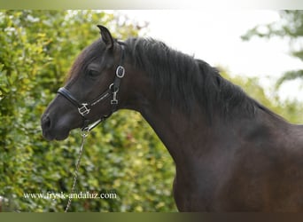 Koń andaluzyjski, Klacz, 5 lat, 150 cm, Kara