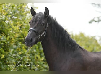 Koń andaluzyjski, Klacz, 5 lat, 150 cm, Kara
