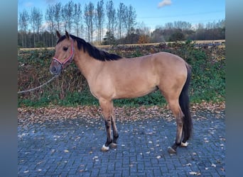 Koń andaluzyjski, Klacz, 5 lat, 152 cm, Bułana