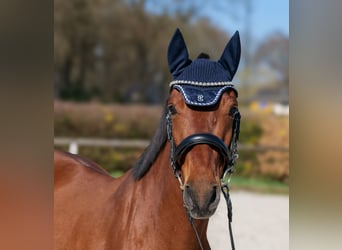 Koń andaluzyjski, Klacz, 5 lat, 152 cm, Gniada