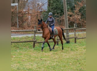 Koń andaluzyjski, Klacz, 5 lat, 152 cm, Gniada
