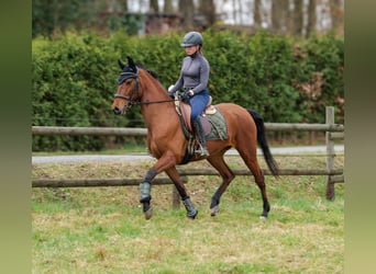 Koń andaluzyjski, Klacz, 5 lat, 152 cm, Gniada