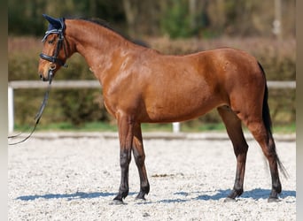 Koń andaluzyjski, Klacz, 5 lat, 152 cm, Gniada