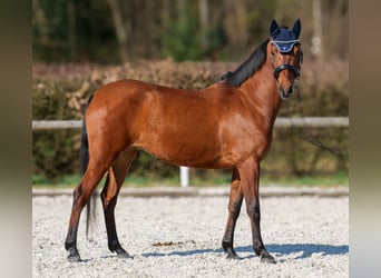 Koń andaluzyjski, Klacz, 5 lat, 152 cm, Gniada
