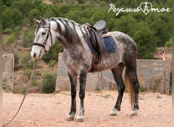 Koń andaluzyjski, Klacz, 5 lat, 153 cm, Siwa