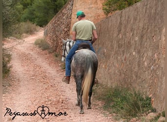 Koń andaluzyjski, Klacz, 5 lat, 153 cm, Siwa