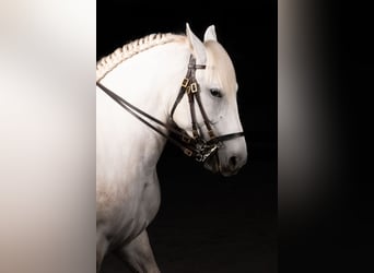 Koń andaluzyjski Mix, Klacz, 5 lat, 154 cm, Siwa jabłkowita